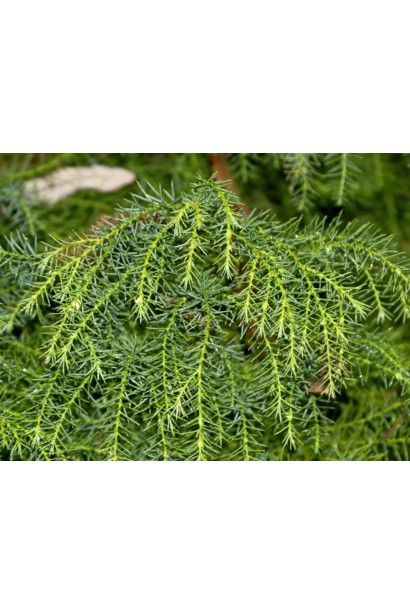 Криптомерія Елеганс Вірідіс хвоя